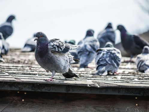 traitement pigeon lorient