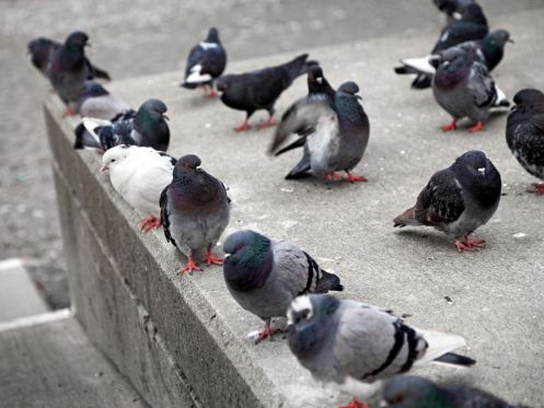 depigeonnage lorient
