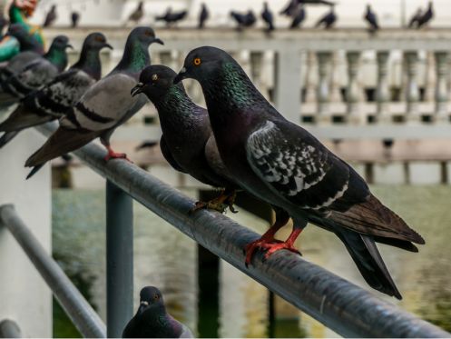 anti pigeon